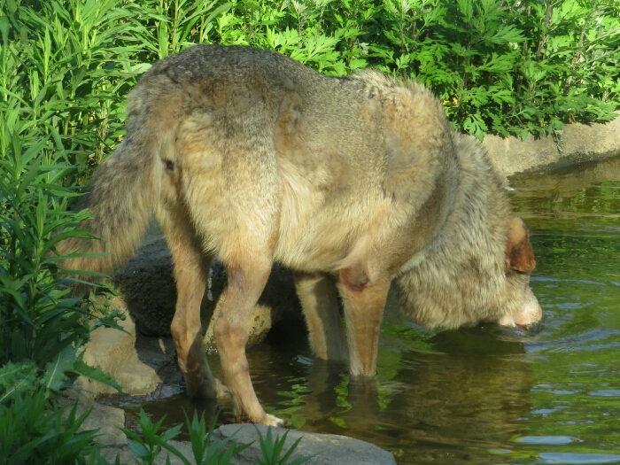 f:id:jerich:20180726034703j:plain