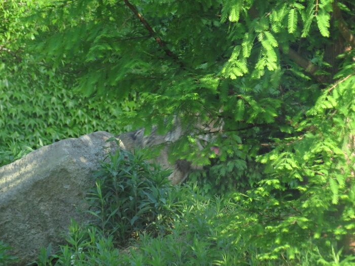 f:id:jerich:20180726035537j:plain