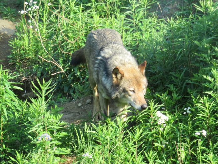 f:id:jerich:20180726035540j:plain