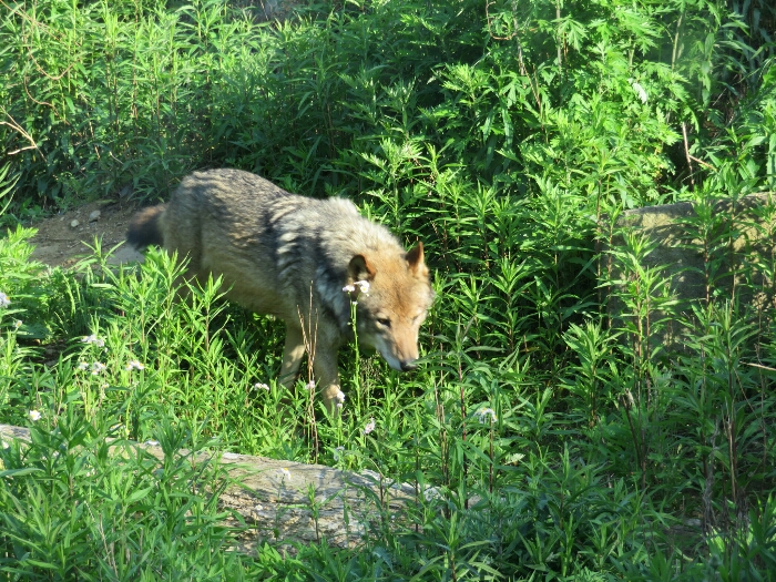 f:id:jerich:20180726035543j:plain