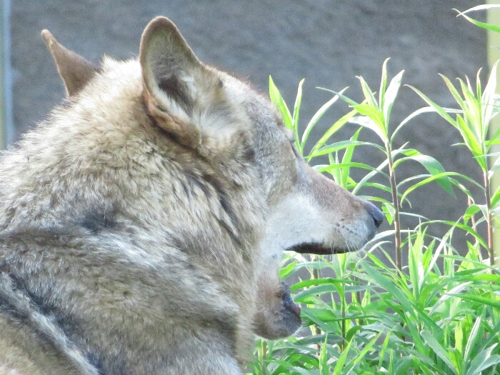 f:id:jerich:20180726035546j:plain