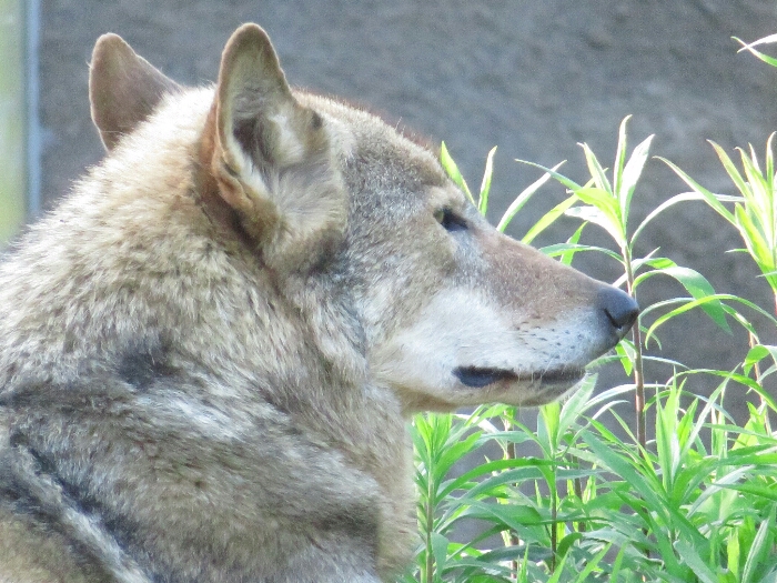 f:id:jerich:20180726035549j:plain