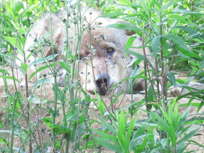 f:id:jerich:20180726040207j:plain