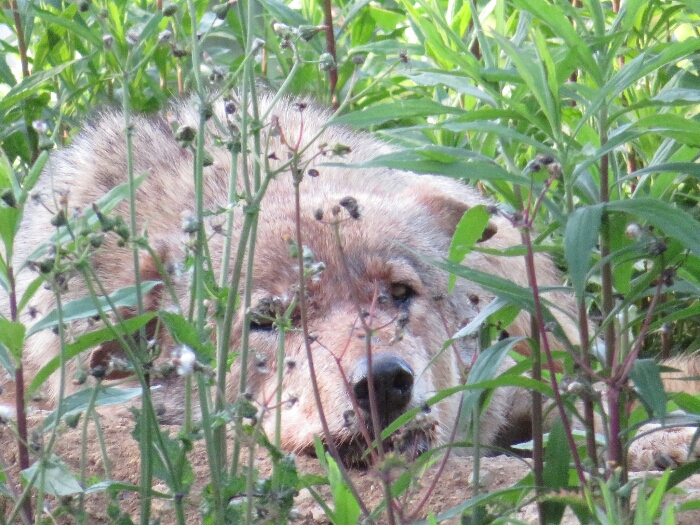 f:id:jerich:20180726040210j:plain