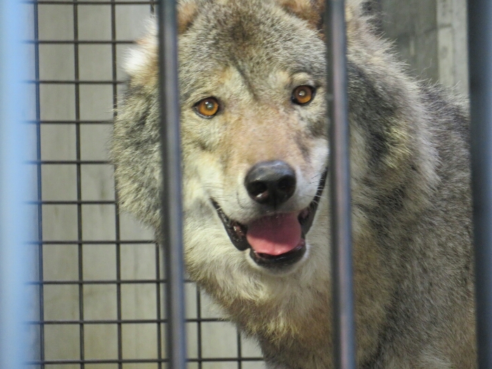 f:id:jerich:20180726040216j:plain