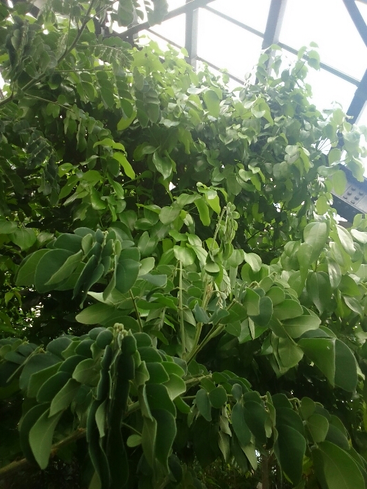 f:id:jerich:20180727012904j:plain