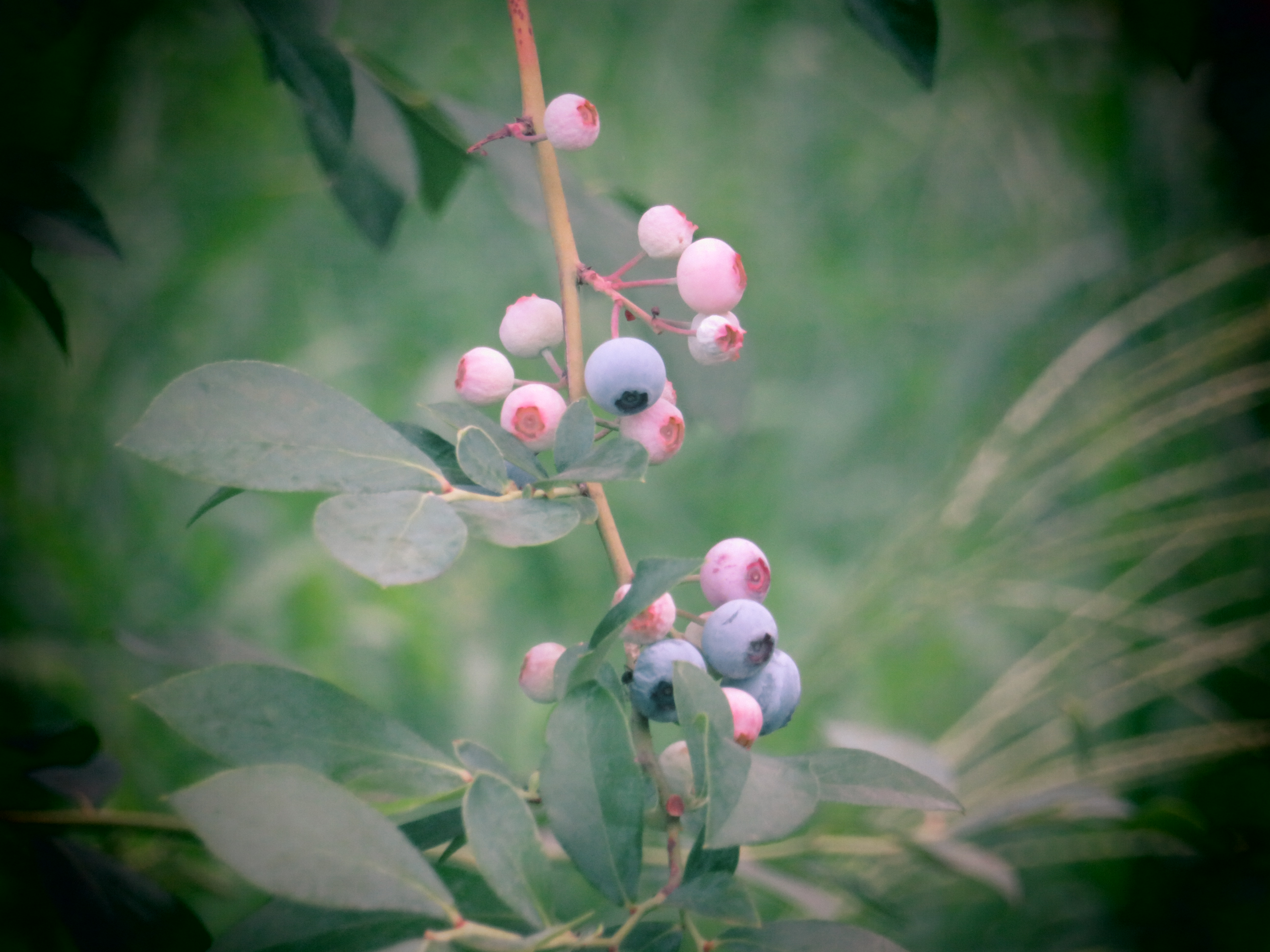f:id:jerich:20180727221934j:image