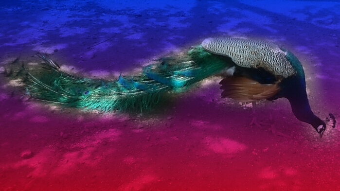 f:id:jerich:20180806015647j:plain