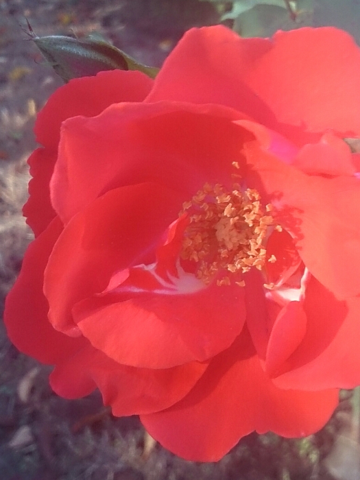 f:id:jerich:20180817003612j:plain f:id:jerich:20180817003612j:plain