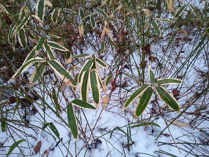 f:id:jerich:20180827014751j:plain