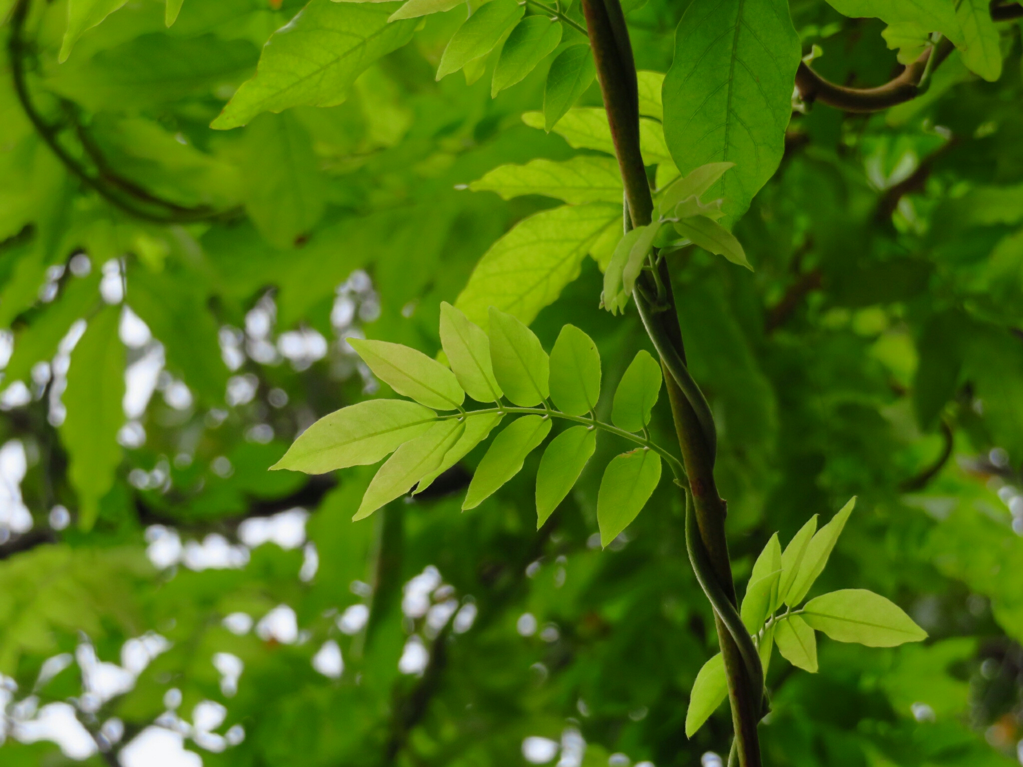 f:id:jerich:20180917022832j:image