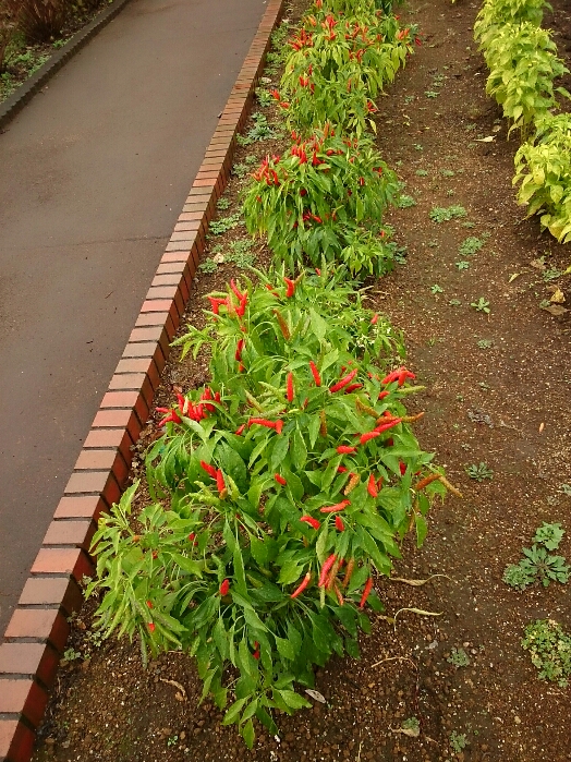 f:id:jerich:20180920023522j:plain