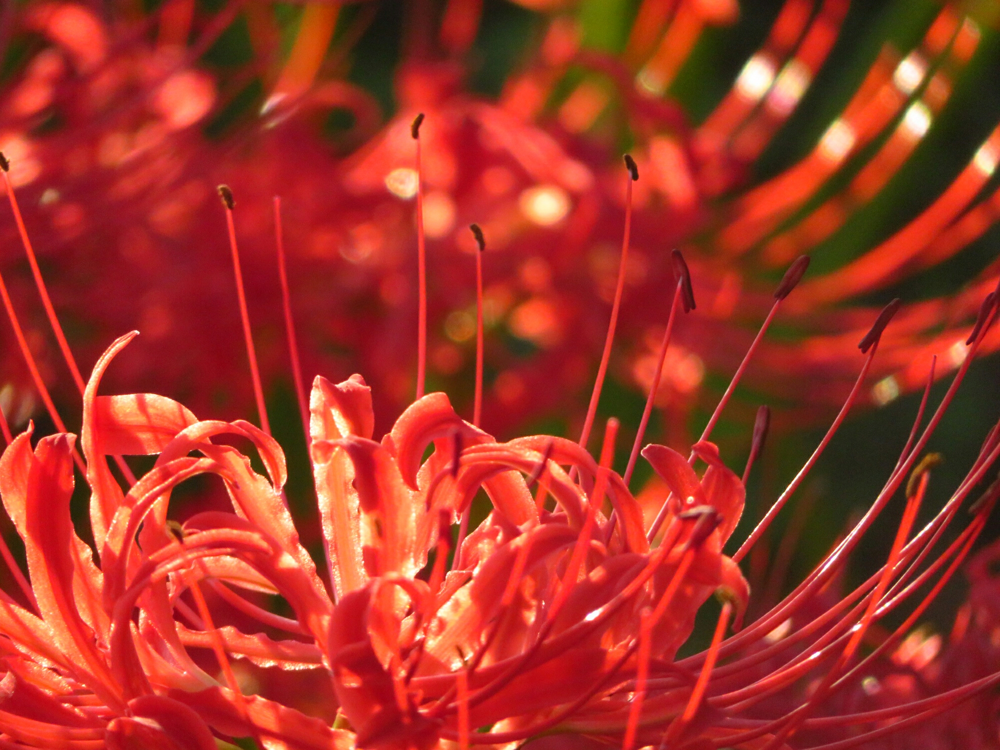 f:id:jerich:20180923035257j:image