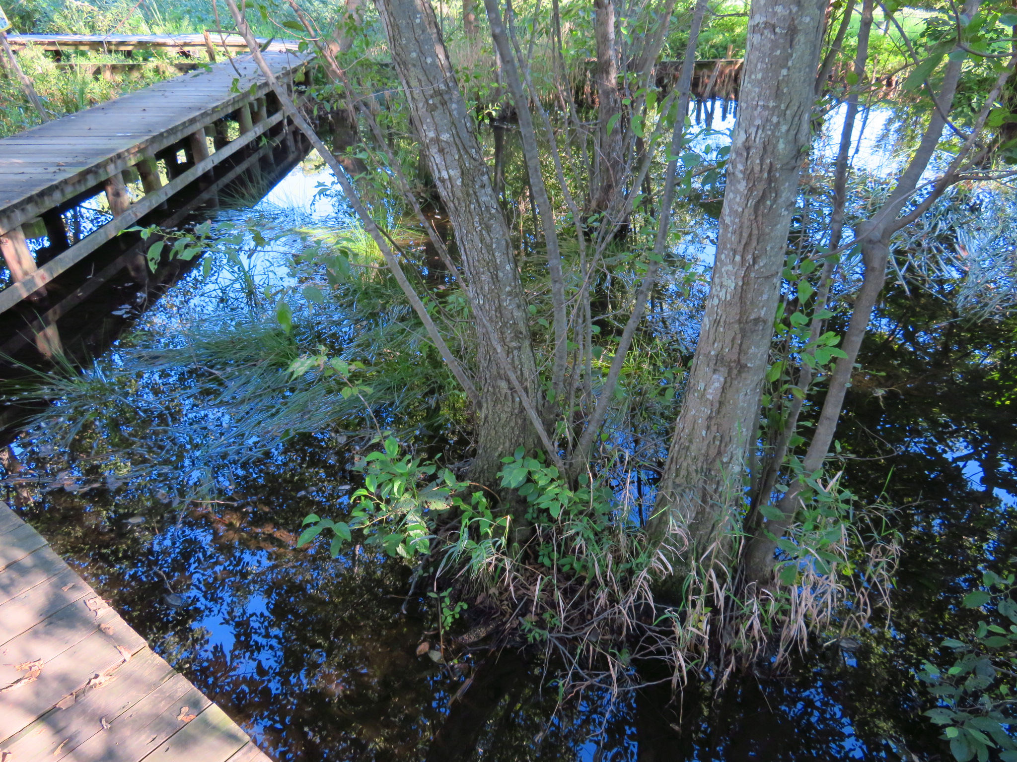 f:id:jerich:20180930010615j:image