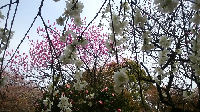 f:id:jerich:20181005042557j:plain f:id:jerich:20181005042557j:plain