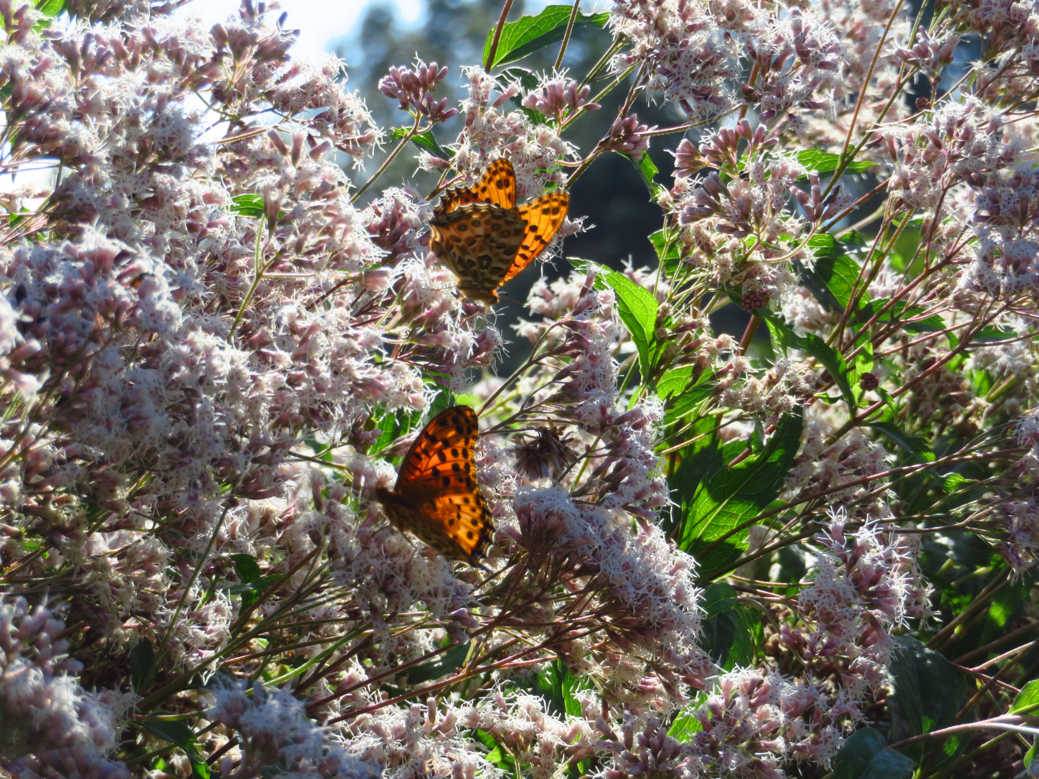 f:id:jerich:20181011001824j:image