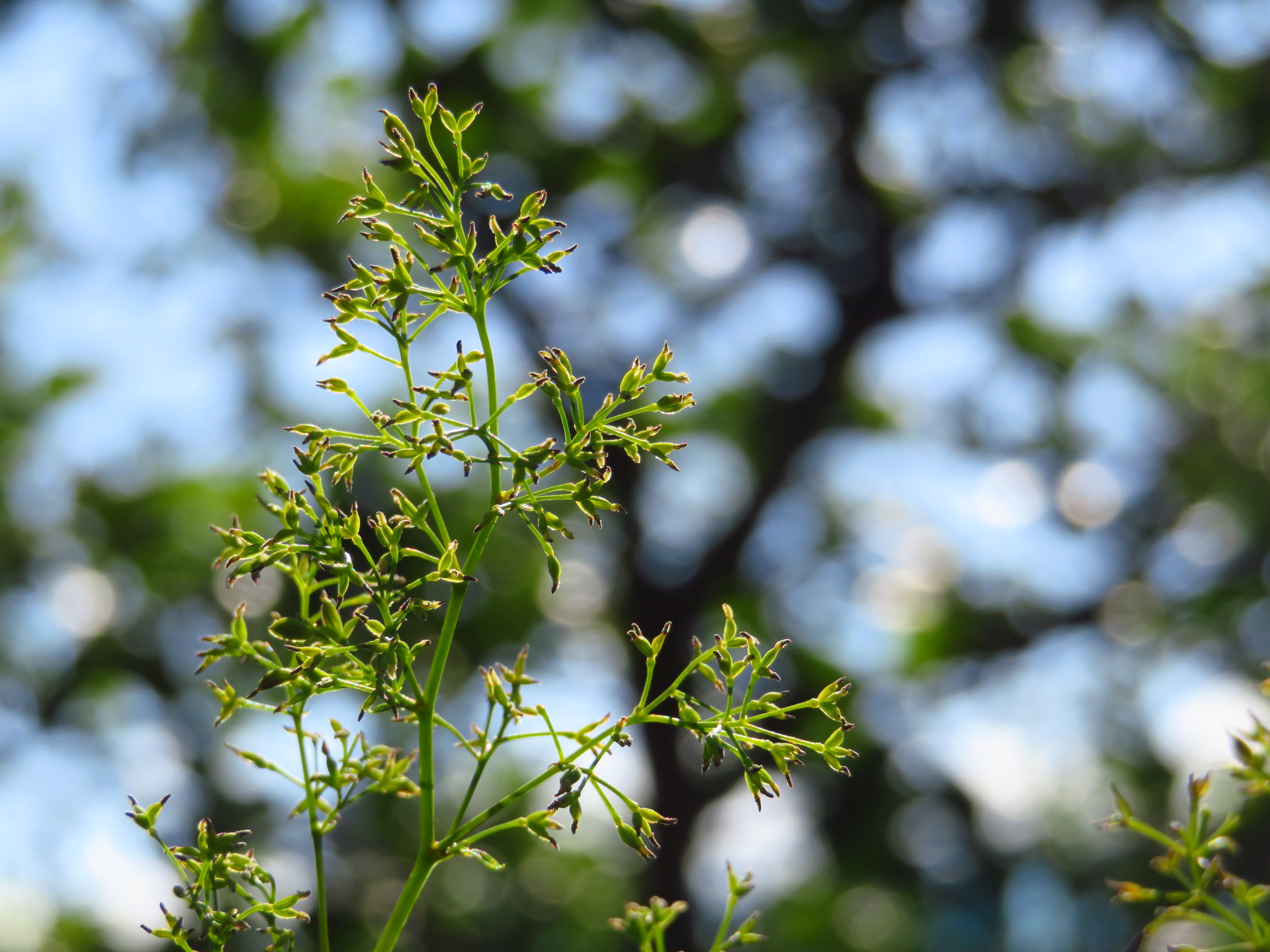 f:id:jerich:20181011001827j:image