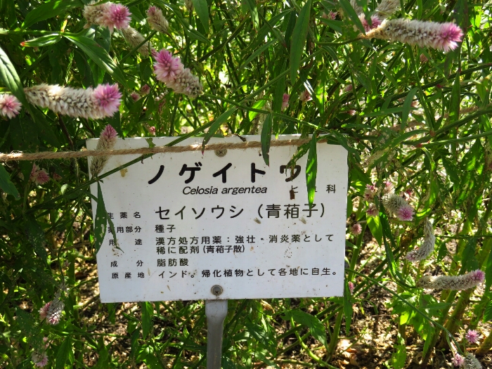 f:id:jerich:20181018050446j:plain
