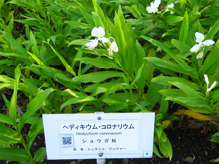 f:id:jerich:20181018055504j:plain