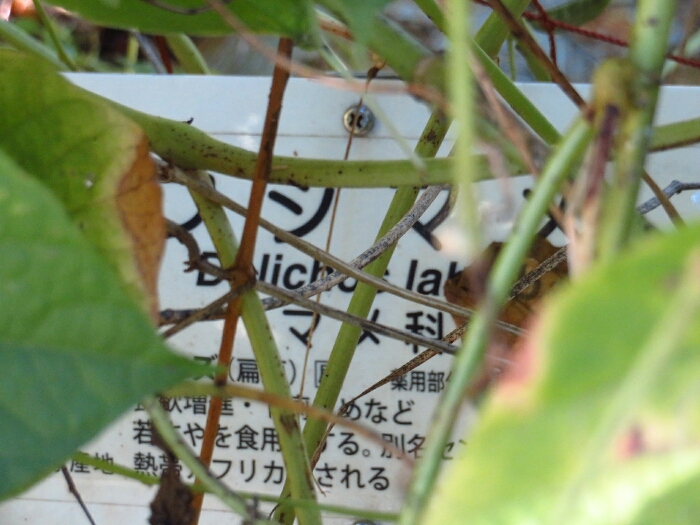 f:id:jerich:20181018063950j:plain