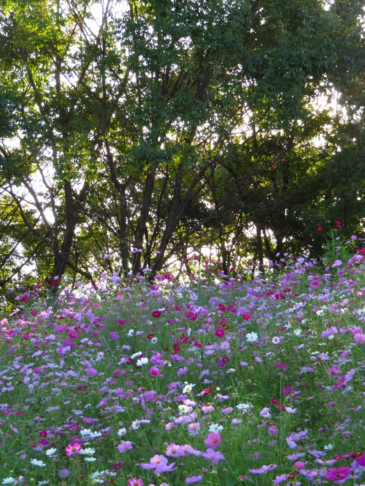 f:id:jerich:20181025070957j:plain f:id:jerich:20181025070957j:plain