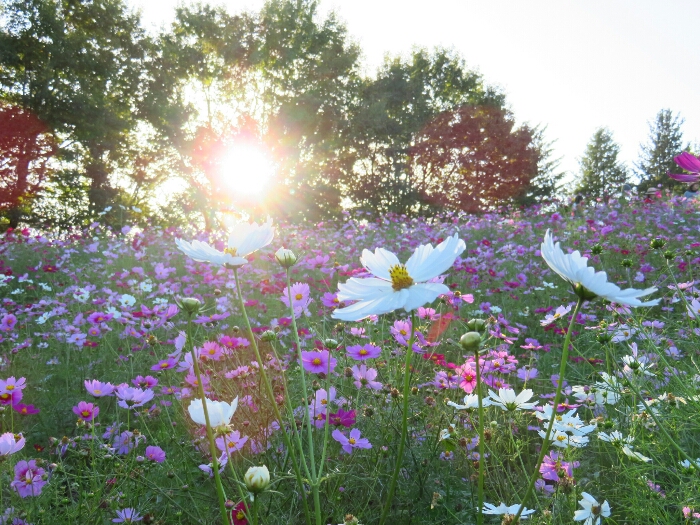 f:id:jerich:20181025071005j:plain f:id:jerich:20181025071005j:plain