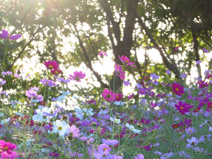 f:id:jerich:20181025072731j:plain f:id:jerich:20181025072731j:plain