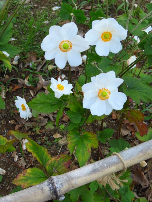 f:id:jerich:20181025075903j:plain f:id:jerich:20181025075903j:plain