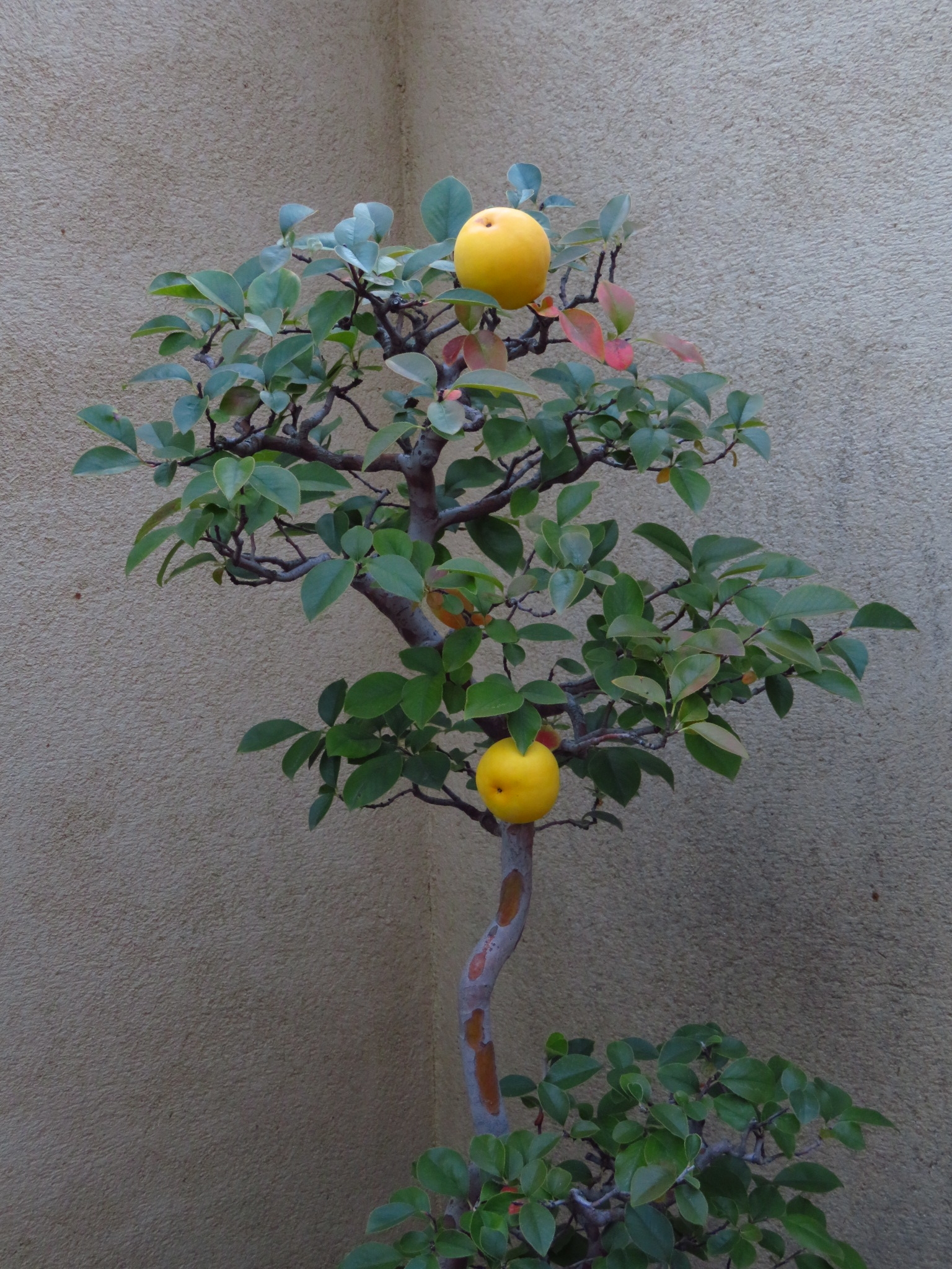 f:id:jerich:20181025235500j:image