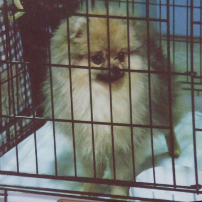 f:id:jerich:20181101030431j:plain