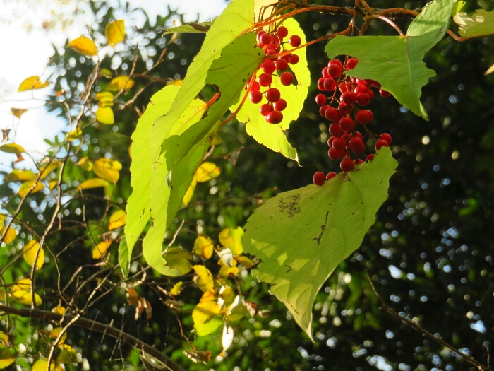 f:id:jerich:20181203021402j:plain