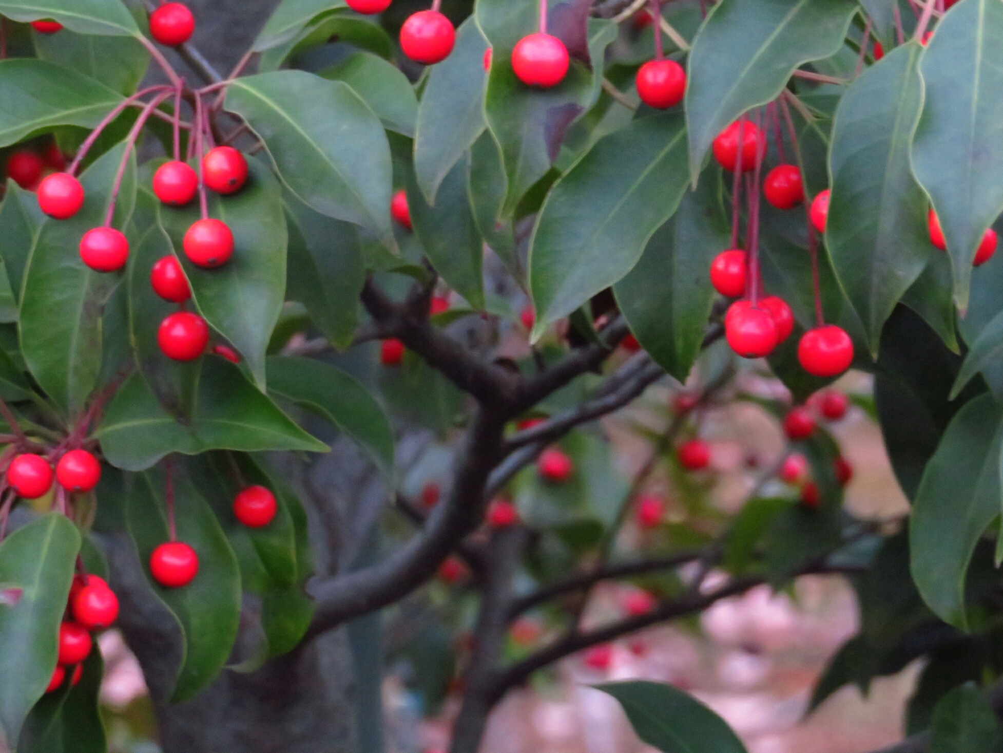 f:id:jerich:20181209025826j:image