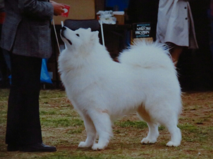 f:id:jerich:20190104014540j:plain
