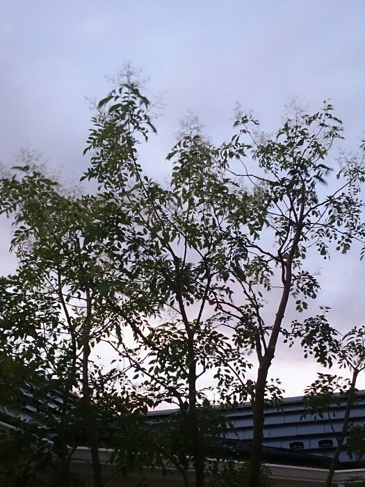 f:id:jerich:20190109021401j:plain f:id:jerich:20190109021401j:plain