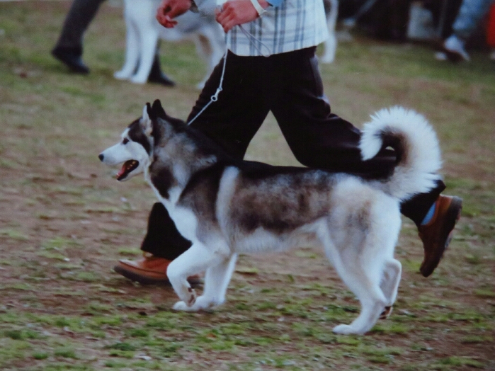 f:id:jerich:20190112071607j:plain