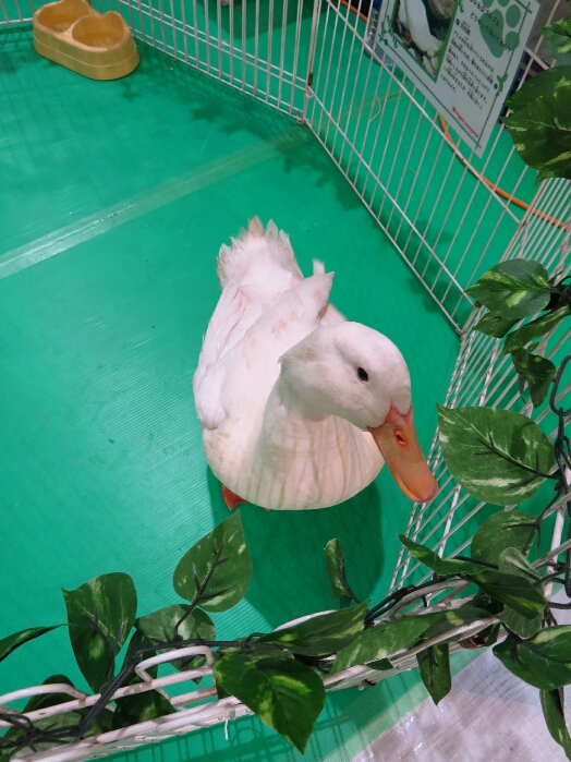 f:id:jerich:20190114095021j:plain f:id:jerich:20190114095021j:plain