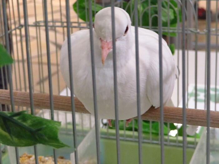f:id:jerich:20190114095156j:plain f:id:jerich:20190114095156j:plain