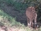 肉食獣登場！　その５