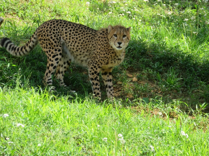 f:id:jerich:20190131233649j:plain