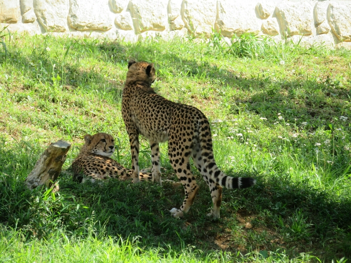 f:id:jerich:20190131233652j:plain