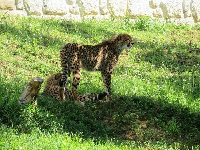 f:id:jerich:20190131233656j:plain