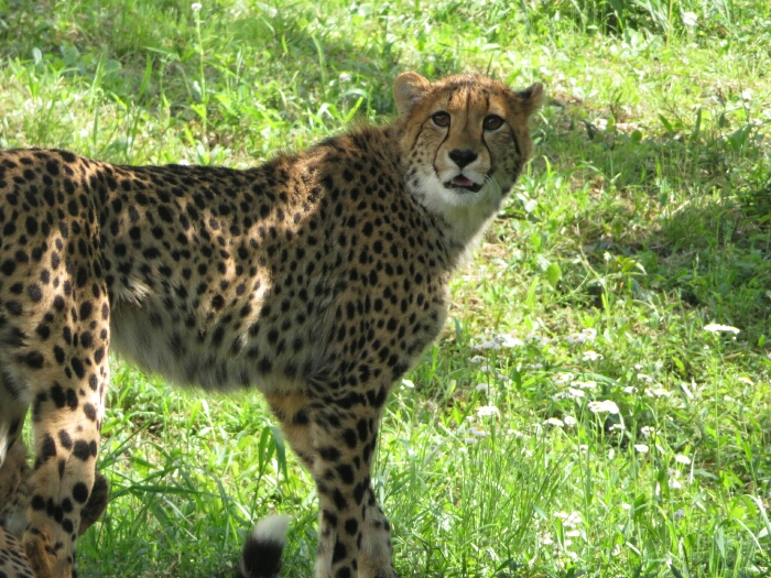 f:id:jerich:20190131234130j:plain