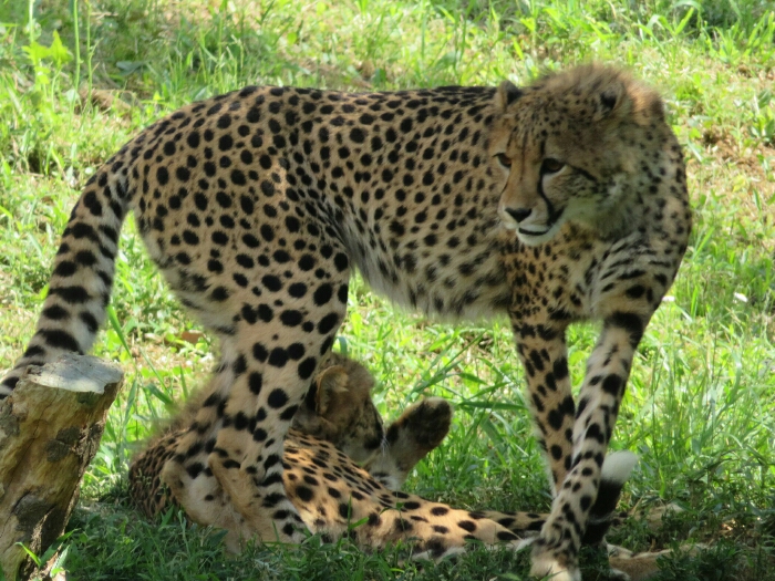 f:id:jerich:20190131234138j:plain