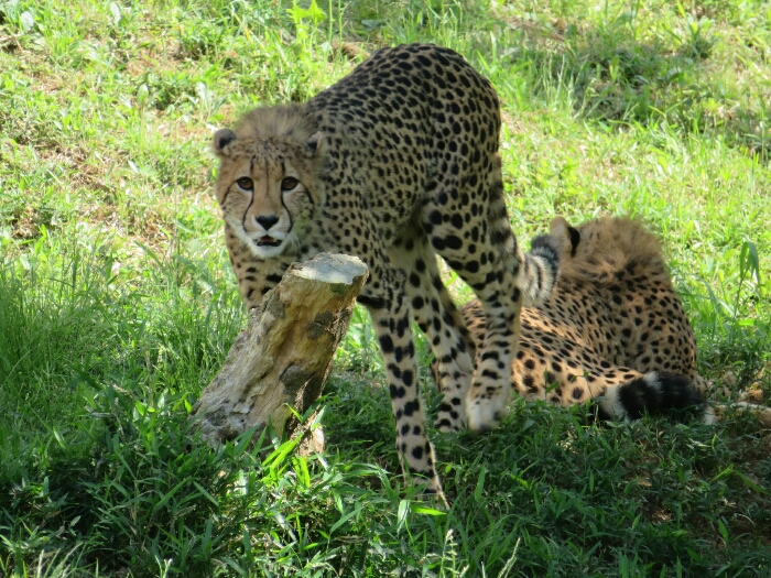 f:id:jerich:20190131234142j:plain