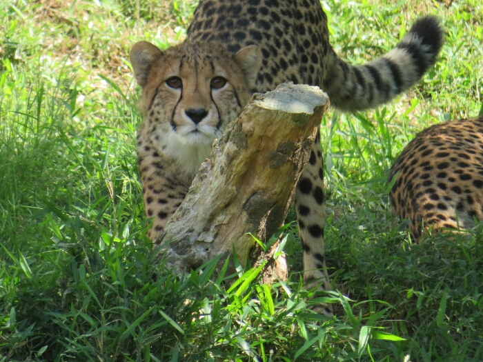 f:id:jerich:20190131234756j:plain