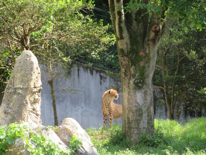 f:id:jerich:20190131234800j:plain