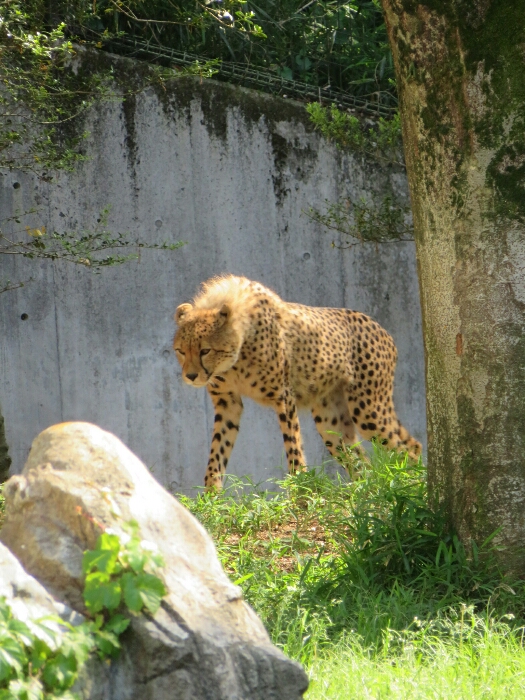 f:id:jerich:20190131234803j:plain