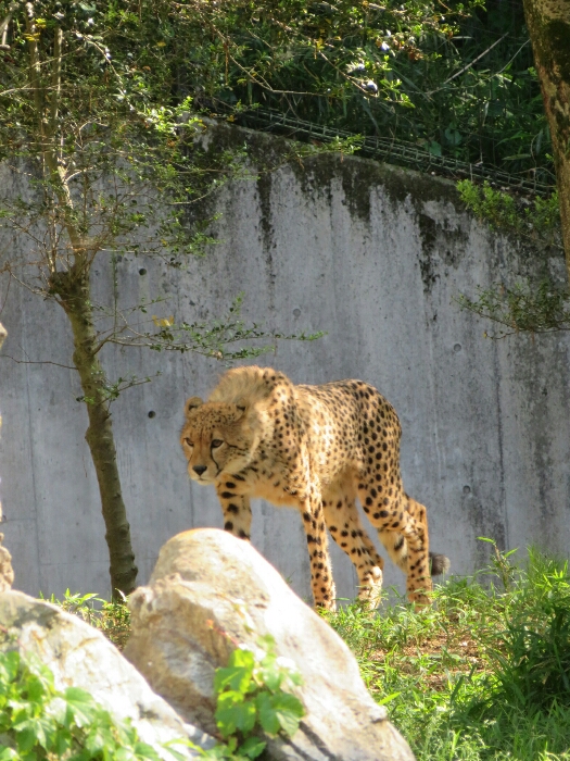 f:id:jerich:20190131234806j:plain