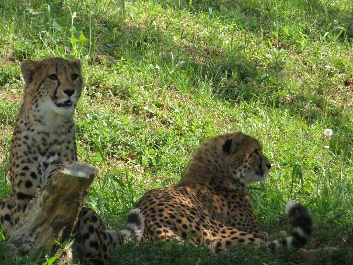 f:id:jerich:20190131234809j:plain