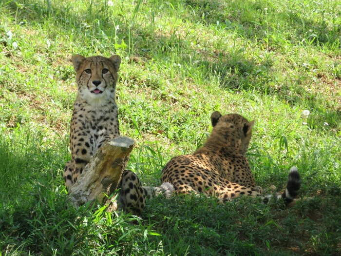 f:id:jerich:20190131235350j:plain